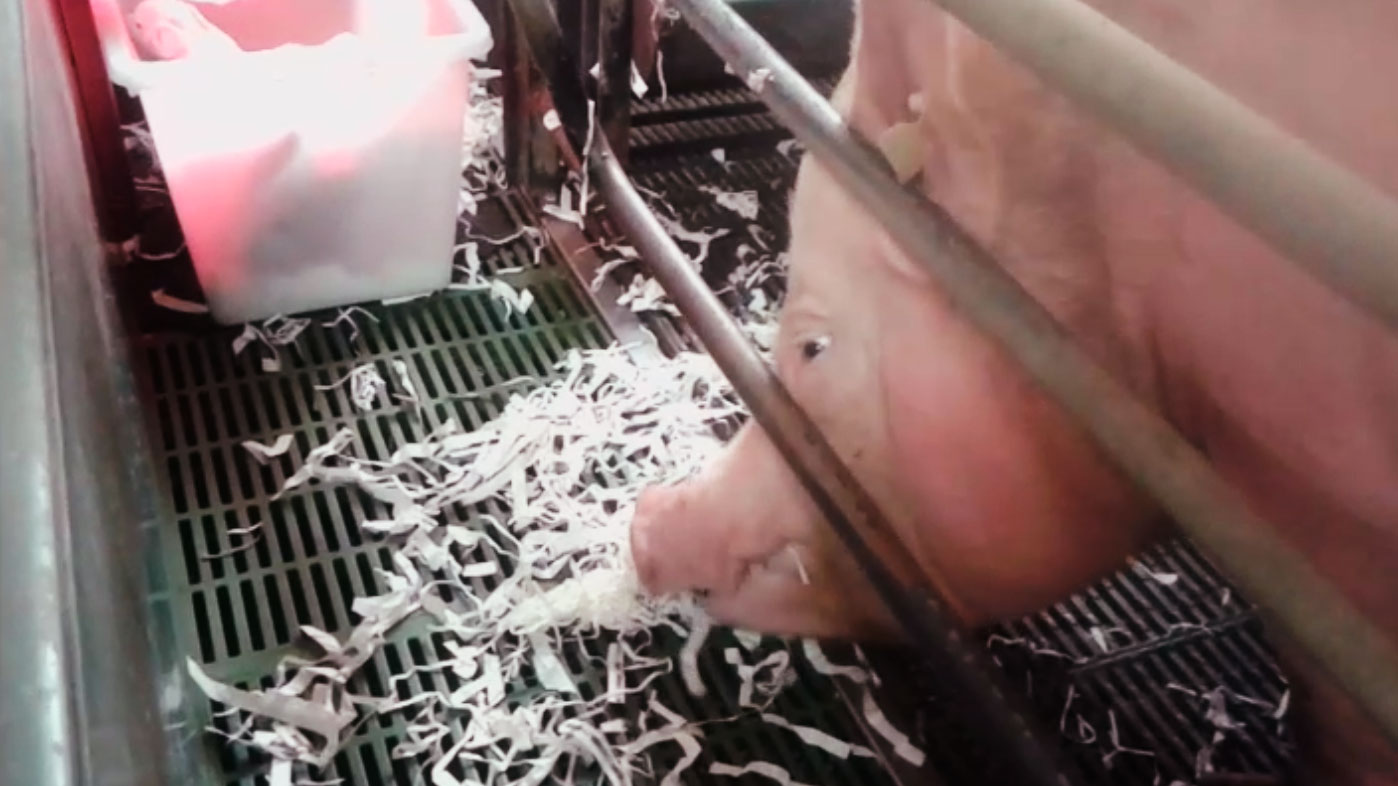 Suministro de papel a las cerdas para mejorar el bienestar.
