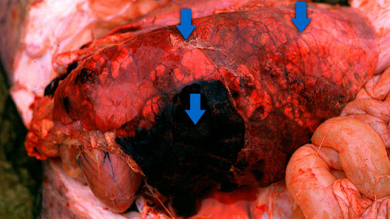 Las 3 caracter&iacute;sticas que se suelen observar en la pleuroneumon&iacute;a aguda en porcino (flechas): &aacute;reas consolidadas de color rojo-oscuro a negro, edema interlobular y pleuritis fibrinosa (leve en este caso). Foto cortes&iacute;a del Dr Robert Desrosiers.
