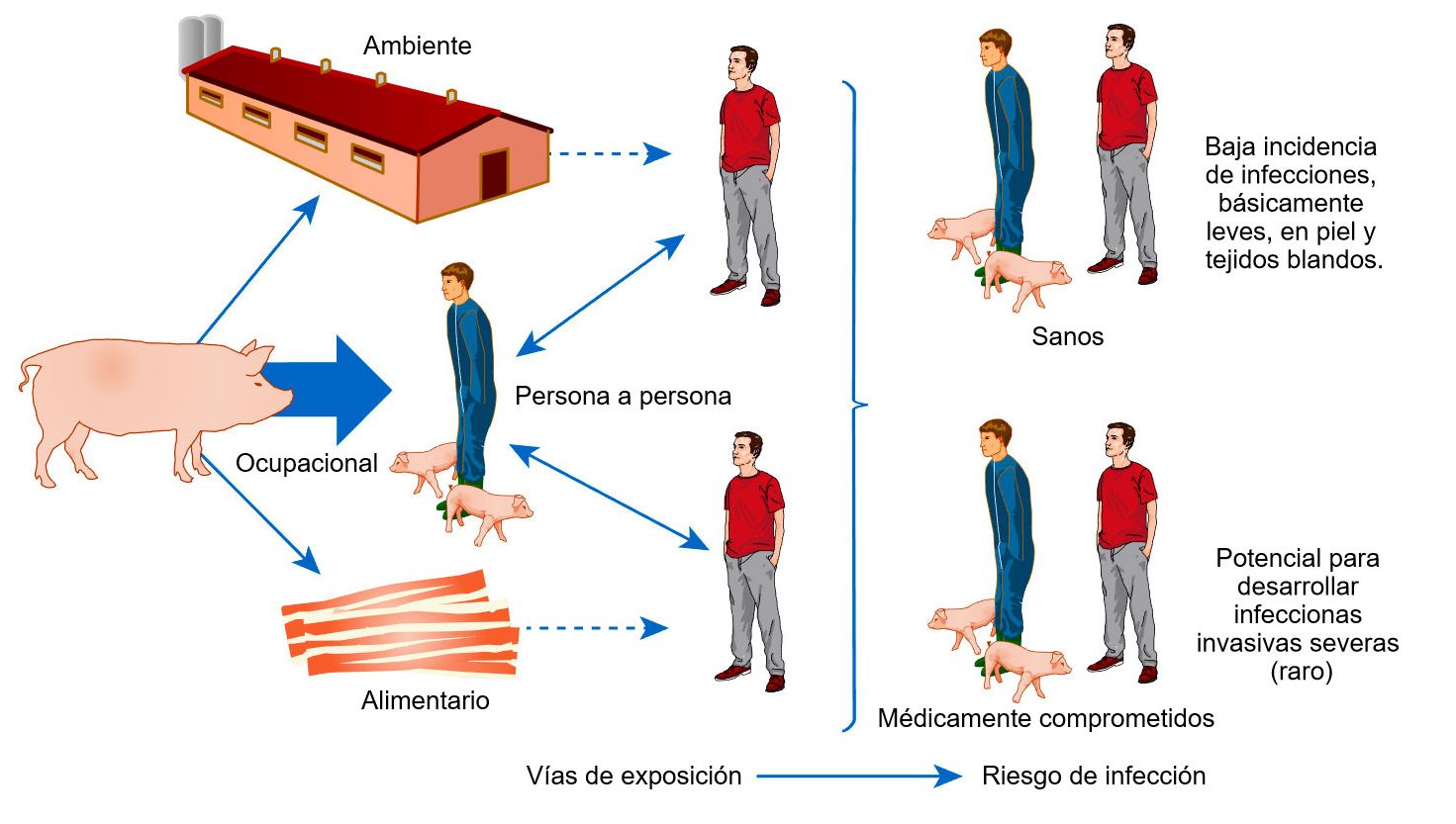 Modelo conceptual de las v&iacute;as de exposici&oacute;n y riesgos de infecci&oacute;n con S. aureus asociado a animales de producci&oacute;n
