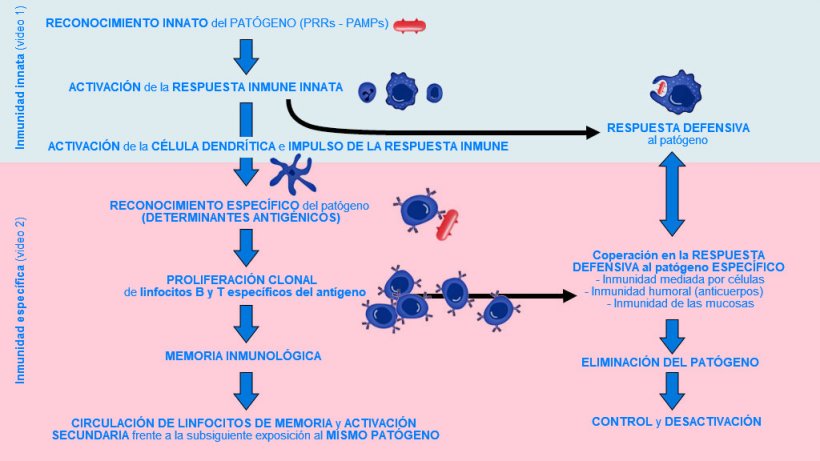 Figura 1. Fase de inicio, activaci&oacute;n y progresi&oacute;n de la inmunidad innata y espec&iacute;fica contra un pat&oacute;geno.
