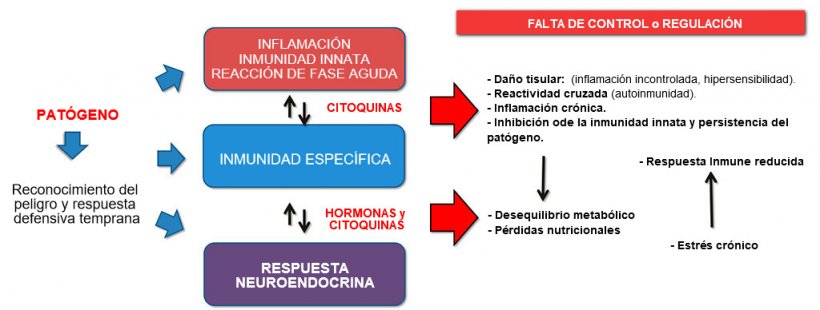 Figura 2b: Interacci&oacute;n entre inmunidad y respuesta neuroendocrina en la evoluci&oacute;n no controlada de la inmunidad / inflamaci&oacute;n: la inflamaci&oacute;n cr&oacute;nica o la infecci&oacute;n persistente est&aacute;n asociadas con trastornos metab&oacute;licos.
