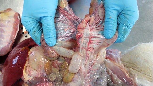 Linfonodos mesentéricos