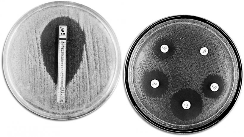 T&eacute;cnicas cl&aacute;sicas de evaluaci&oacute;n de la resistencia a antibi&oacute;ticos. A la izquierda se muestra un E-TEST que permite medir la concentraci&oacute;n m&iacute;nima de antibi&oacute;tico que impide el crecimiento bacteriano. A la derecha se muestra un antibiograma en el que se observan diferentes halos de inhibici&oacute;n del crecimiento por parte de los antibi&oacute;ticos.
