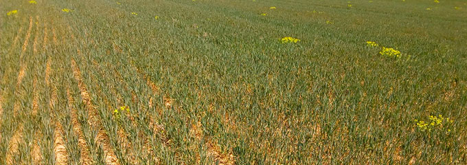 Imagen 1. Publicaci&oacute;n en Campo Castilla y Le&oacute;n el d&iacute;a 28 Abril (http://www.campocyl.es)
