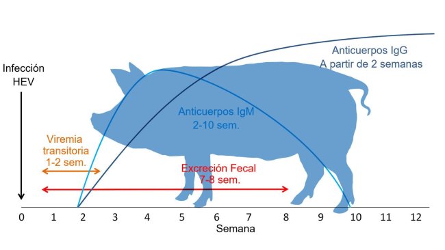 Respuesta a la infección por virus de la Hepatitis E 