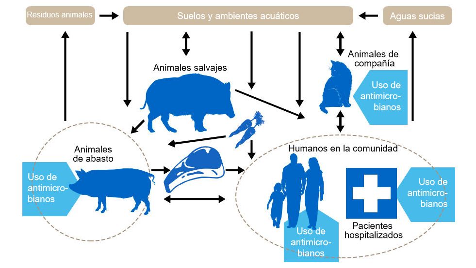 Flujo de determinantes de resistencia a antibi&oacute;ticos entre los de los diferentes reservorios. En azul se indica los puntos donde se administran antibi&oacute;ticos. http://www.effort-against-amr.eu/
