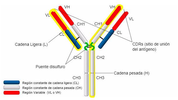 Tipos y estructura de IgG
