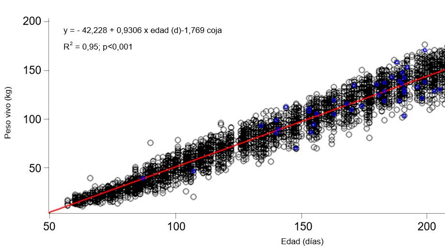 Gr&aacute;fica 1. Evoluci&oacute;n del peso vivo y la edad de las nul&iacute;paras cojas (azul) y no cojas (negro)