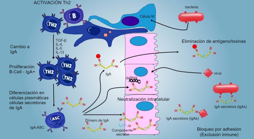 Figura&nbsp;6: El&nbsp;&quot;cambio&quot; hacia&nbsp;IgA se regula principalmente mediante la activaci&oacute;n de linfocitos Th2 con producci&oacute;n de citoquinas TGF-&beta;, IL-4, IL-5, IL-13. El d&iacute;mero de IgA secretado&nbsp;se une a un receptor (pIgR) en la superficie basal de las c&eacute;lulas epiteliales. El complejo se internaliza en la c&eacute;lula y, antes de migrar a trav&eacute;s de la superficie luminal, el receptor se escinde y la IgA permanece unida al residuo del receptor (componente secretor).
