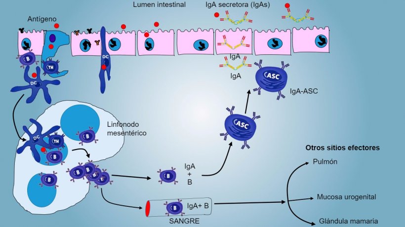 Figura&nbsp;4: Producci&oacute;n de IgA en linfonodos mesent&eacute;ricos y respuesta sist&eacute;mica.&nbsp;Los linfocitos B y T en proliferaci&oacute;n&nbsp;y activados emigran de la linfa a la sangre, en el cerdo directamente a trav&eacute;s de las v&eacute;nulas endoteliales altas (HEV), la mayor&iacute;a regresando&nbsp;al intestino o alcanzando otras superficies mucosas (sitios efectores) como pulm&oacute;n, gl&aacute;ndula mamaria y aparato urogenital.
