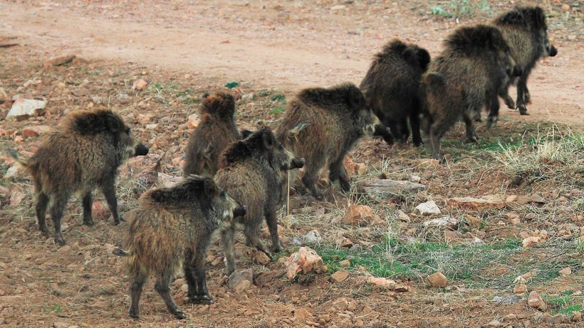 Todos los pat&oacute;genos del jabal&iacute; son transmisibles al cerdo, y viceversa
