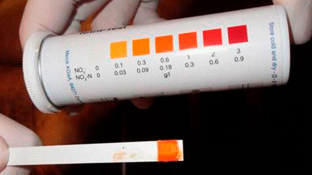 Figura 5: Tira para la detecci&oacute;n de nitritos&nbsp;indicando envenenamiento por nitritos.
