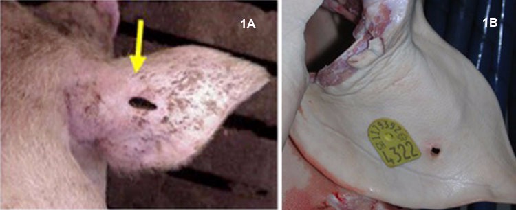 Foto 1A:&nbsp;Animal no identificado por p&eacute;rdida de crotal. Foto 1B: Crotal intacto en la oreja despu&eacute;s de todos los procesos del matadero.
