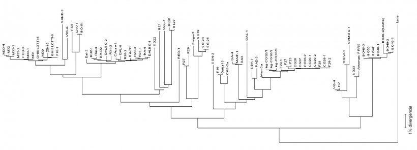 Figura 3. Los dendrogramas o &quot;&aacute;rbol filogen&eacute;tico&quot; se utilizan para representar gr&aacute;ficamente el grado de similitud (homolog&iacute;a) entre diferentes virus PRRS con una secuencia de virus de referencia.
