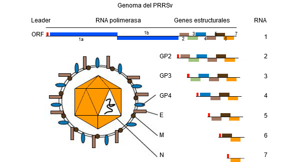 Figura 1. El genoma del virus PRRS&nbsp;es una mol&eacute;cula de ARN monocatenario.
