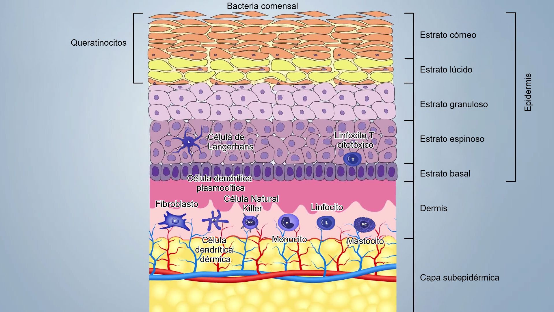 Figura 1. Esquema de las capas de la piel.
