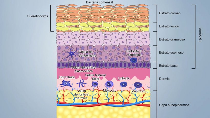 Figura 1. Esquema de las capas de la piel.
