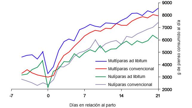 Gr&aacute;fica 6. Consumo de pienso en lactaci&oacute;n de cerdas alimentadas ad libitum y o con un programa convencional en el periparto
