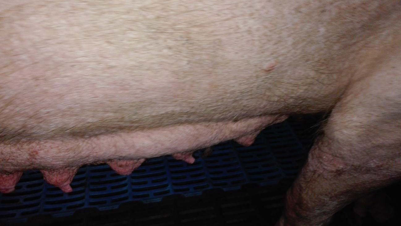 Foto 2: Involuci&oacute;n mamaria en los primeros momentos de la fase de lactaci&oacute;n.
