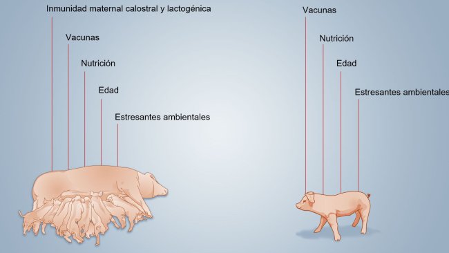 Figura 2. Factores que influyen sobre el desarrollo de la inmunidad neonatal.