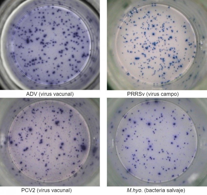 Figura 1. Respuesta IFN-&gamma; ELISPOT ant&iacute;geno-espec&iacute;fica en PBMC frente a pat&oacute;genos porcinos. ADV: Virus de la enfermedad de Aujeszky; PRRSv: Virus del S&iacute;ndrome Reproductivo y Respiratorio Porcino; PCV2: circovirus porcino tipo 2; M.hyo.: Mycoplasma hyopneumoniae. Cada punto est&aacute; causado por la secreci&oacute;n de IFN-&gamma; por los linfocitos T de memoria/efectores&nbsp;reactivados. Entre par&eacute;ntesis se indica el pat&oacute;geno utilizado para reactivar las c&eacute;lulas en los pocillos.
