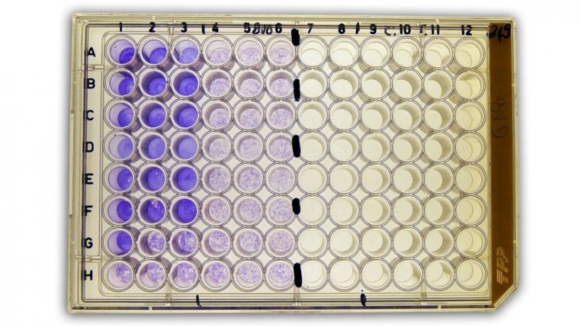 Figura 2b: Seroneutralizaci&oacute;n&nbsp;(SN) para la detecci&oacute;n de anticuerpos frente a virus de la diarrea viral bovina (BVDv) en suero.
