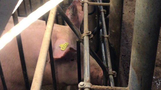 Imagen 2: Tubos de iluminación led a la altura de los ojos en la zona de cubrición.