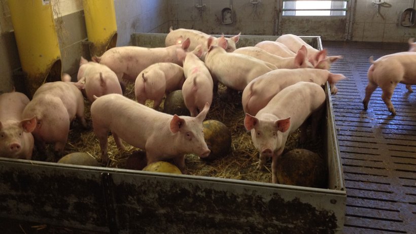 Foto 2. Los materiales manipulables y juguetes para los cerdos reducen potencialmente la probabilidad de brotes de mordeduras de cola. Foto por cortes&iacute;a de Inge B&ouml;hne
