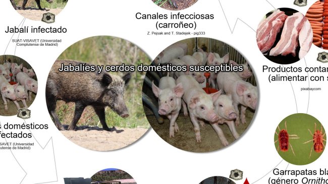 Figura 1. Rutas de transmisión del virus de la PPA, incluyendo el contacto directo e indirecto con animales infecciosos, sus productos, excreciones/secreciones y/o sangre, canales, diversos fómites contaminados y vectores biológicos (elaboración propia).