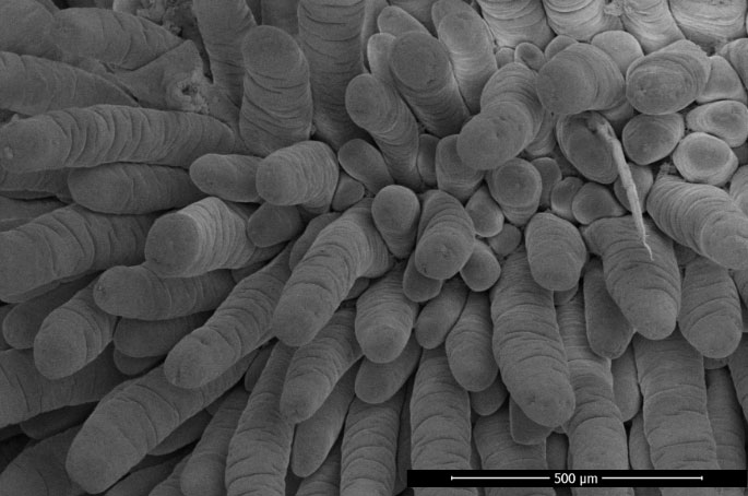 Figura 1. Determinaci&oacute;n de la integridad intestinal mediante un microscopio electr&oacute;nico de barrido de un lech&oacute;n representativo del grupo alimentado con NDM. Se observan las vellosidades intestinales del &iacute;leon. Ampliaci&oacute;n 200x, 2 kV, 3.1 pA. Adaptado de de Greeff et al. 2016
