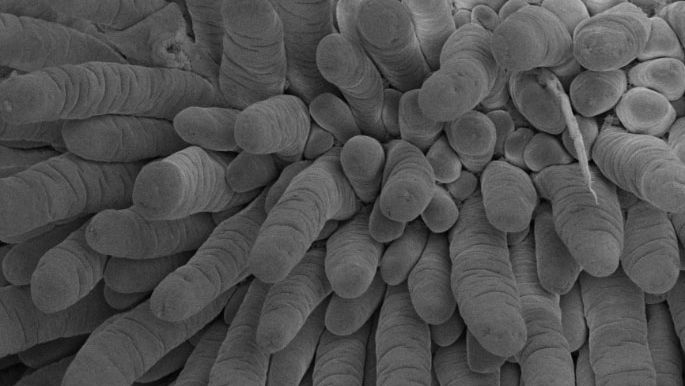 Figura 1. Determinaci&oacute;n de la integridad intestinal mediante un microscopio electr&oacute;nico de barrido de un lech&oacute;n representativo del grupo alimentado con NDM. Se observan las vellosidades intestinales del &iacute;leon. Ampliaci&oacute;n 200x, 2 kV, 3.1 pA. Adaptado de de Greeff et al. 2016

