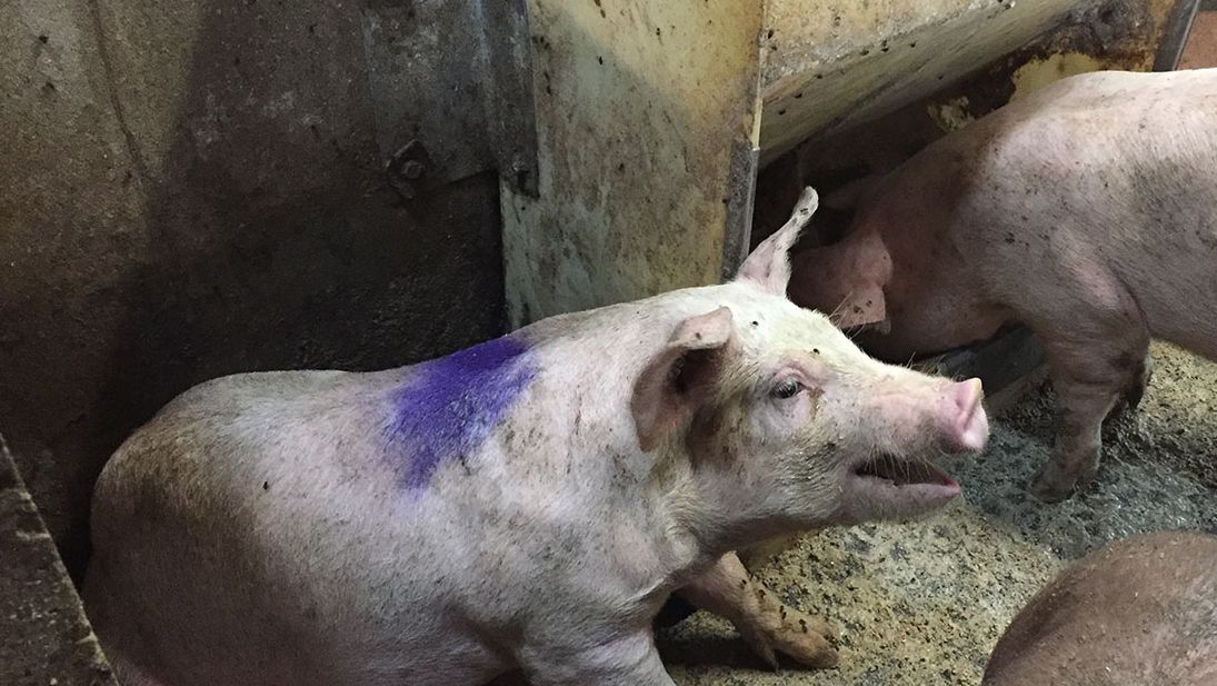 Figura 1. Cerdo tosiendo en un corral hospital. Nota: El comedero del corral hospital tiene pienso en harina ad libitum.
