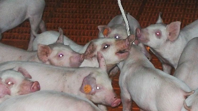 Foto 1. Uso de cuerdas para el muestreo de fluidos orales.
