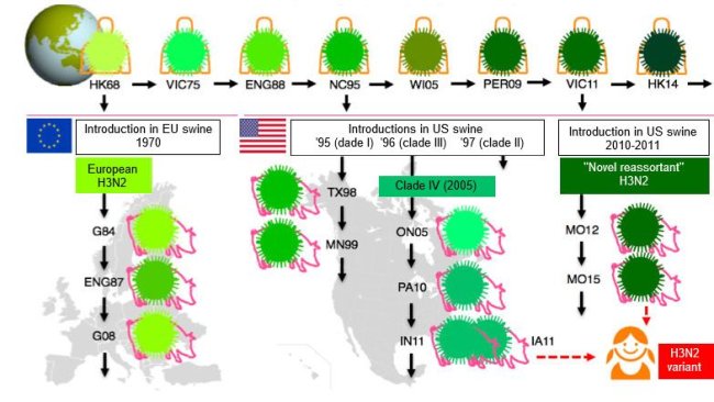 Figura 1. Evolución de los virus de la influenza H3N2 en humanos y en cerdos. Los distintos tonos de verde indican diferencias antigénicas en el H3 HA; las cepas víricas se indican con el sitio (abreviado) y el año de aislamiento. Los virus humanos se introdujeron en la población porcina a principios de los 1970s en Europa y, a mediados de los 1990s y en 2010 en Norteamérica. Esto ha llevado a la situación actual de 3 clados distintos de VIP H3N2 (ver las cajas de texto), uno en Europa y dos en Norteamérica. Los clados norteamericanos de manera ocasional, saltan de vuelta, hacia la población humana y entonces se llaman virus "variantes".