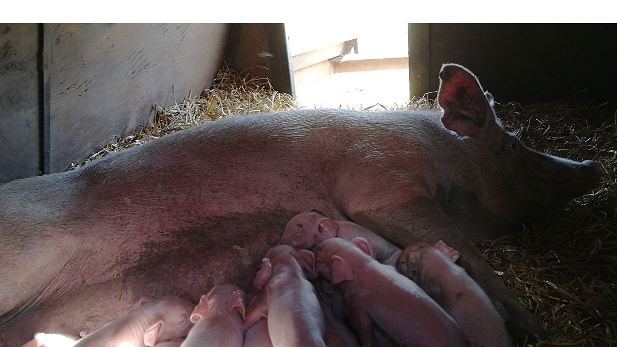 Lechones lactando.
