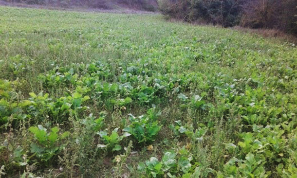 Plantación de nabo en el campo C en octubre