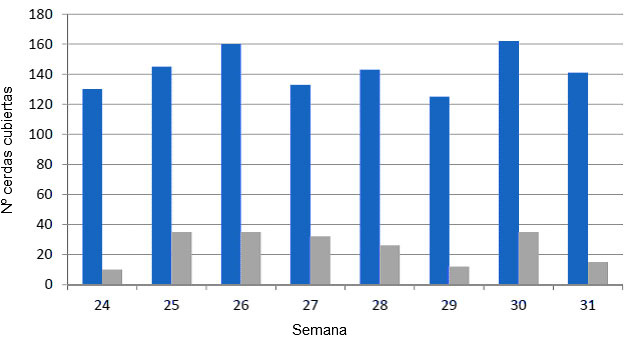 Gr&aacute;fica 1: Cubriciones semanales de primerizas (gris) y mult&iacute;paras (azul). Ejemplo de inestabilidad con desviaciones de 40 cubriciones entre semanas.
