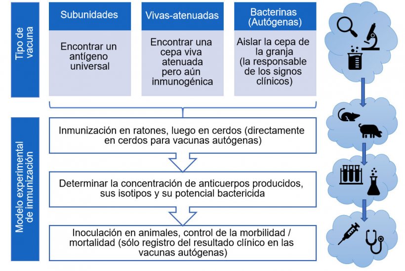 Figura 3. Pasos en el an&aacute;lisis de la eficacia de vacunas experimentales (por tipo de vacuna).
