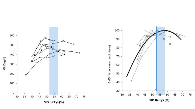 Figura 1: Resultados del crecimiento en lechones obtenidos en distintos estudios según distintos ratio Ile:Lys DIS . El crecimiento se expresa en valor absoluto o como porcentaje del mejor crecimiento. Fuente: Ajinomoto Animal Nutrition Europe