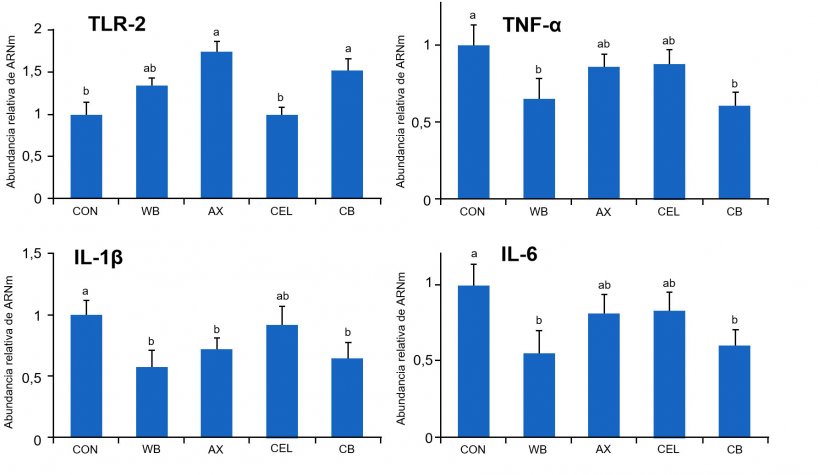 Figura 1. Efecto de distintas fuentes de fibra en la dieta sobre la expresi&oacute;n g&eacute;nica de los receptores TLR-2 y citoquinas pro-inflamatorias en el intestino de lechones destetados. CON: dieta control sin componentes fibroso WB: dieta suplementada con 10% de salvado de trigo AX: dieta suplementada con una cantidad de arabinoxilanos equivalente a la aportada por un 10% de salvado de trigo CEL: dieta suplementada con una cantidad de celulosa equivalente a la aportada por un 10% de salvado de trigo (CEL) CB: dieta suplementada con las mismas cantidades de arabinoxilanos y celulosa, conjuntamente. Medias con distinta letra difieren de forma estad&iacute;sticamente significativa (p&lt;0,05). Fuente: Chen y col., 2016
