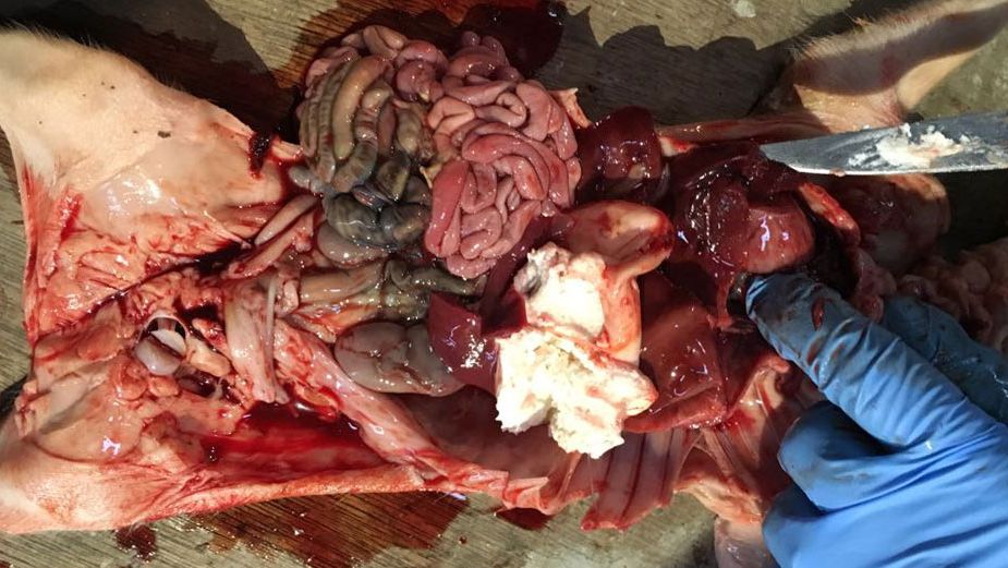 Figura 2. Lech&oacute;n de cuatro d&iacute;as con hemoperitoneo y hemot&oacute;rax con el est&oacute;mago lleno.
