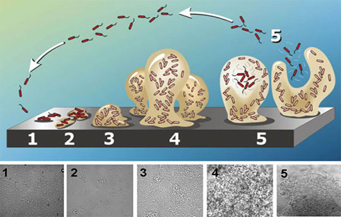 Imagen 1. Representaci&oacute;n esquem&aacute;tica de la formaci&oacute;n de biofilm, desde la adhesi&oacute;n bacteriana a la superficie, hasta la formaci&oacute;n de biofilm maduro, constituido por polisac&aacute;ridos. Forma de seta previa al desprendimiento. Fuente:&nbsp;Abraham Adu-Gyamfi
