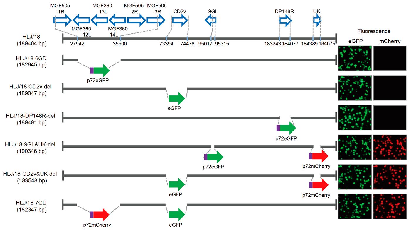 Figura&nbsp;1. Generaci&oacute;n y evaluaci&oacute;n de la virulencia de diferentes virus de la peste porcina africana con genes eliminados. Representaci&oacute;n esquem&aacute;tica de&nbsp;genes&nbsp;y regiones&nbsp;eliminados en cada virus de la PPA&nbsp;con genes eliminados. Los segmentos de los genes&nbsp;eliminados&nbsp;se reemplazaron con los genes marcadores&nbsp;p72eGFP, eGFP, o&nbsp;p72mCherry. A la derecha del esquema se muestran los macr&oacute;fagos alveolares porcinos primarios infectados con el virus que expresan diferente fluorescencia. Se especifican las posiciones de nucle&oacute;tidos que indican los l&iacute;mites de la deleci&oacute;n relativos al genoma del virus de la PPA HLJ/18.
