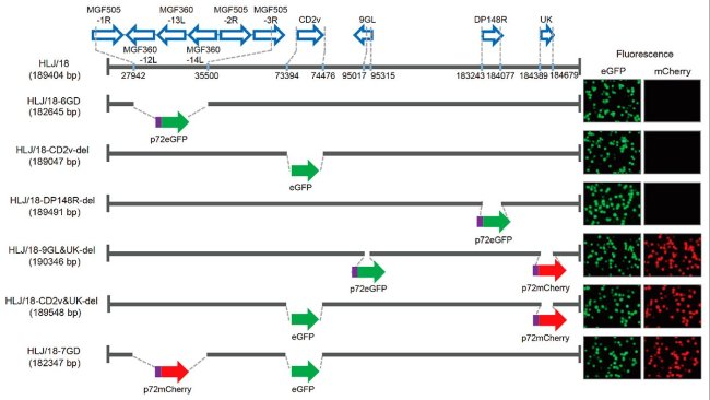 Figura 1. Generación y evaluación de la virulencia de diferentes virus de la peste porcina africana con genes eliminados. Representación esquemática de genes y regiones eliminados en cada virus de la PPA con genes eliminados. Los segmentos de los genes eliminados se reemplazaron con los genes marcadores p72eGFP, eGFP, o p72mCherry. A la derecha del esquema se muestran los macrófagos alveolares porcinos primarios infectados con el virus que expresan diferente fluorescencia. Se especifican las posiciones de nucleótidos que indican los límites de la deleción relativos al genoma del virus de la PPA HLJ/18.
