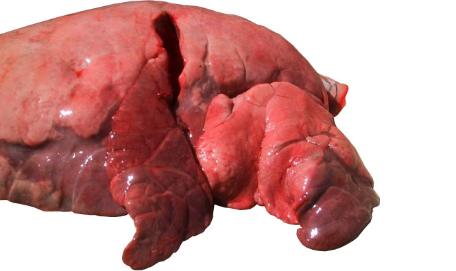 Figura 4: Lóbulos craneal y medial afectados por una neumonía broncointersticial causada por SIV.
