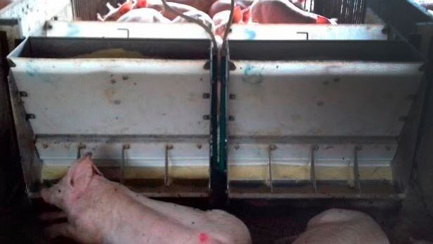 Foto 1. Cerdos en un comedero.
