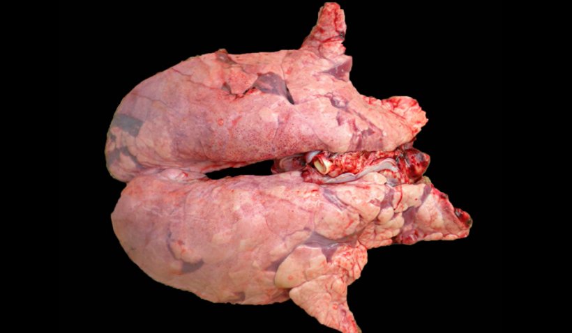 Figura 2. Pulm&oacute;n de un cerdo coinfectado con M. hyopneumoniae y PRRSV. Pulm&oacute;n no colapsado con &aacute;reas de lesi&oacute;n de color rojo-marr&oacute;n distribuidas por todo el par&eacute;nquima, lesiones t&iacute;picas de PRRS, que presenta, al mismo tiempo en las zonas craneoventrales, &aacute;reas de consolidaci&oacute;n, de color rojizo, producidas por la infecci&oacute;n de M. hyopneumoniae.
