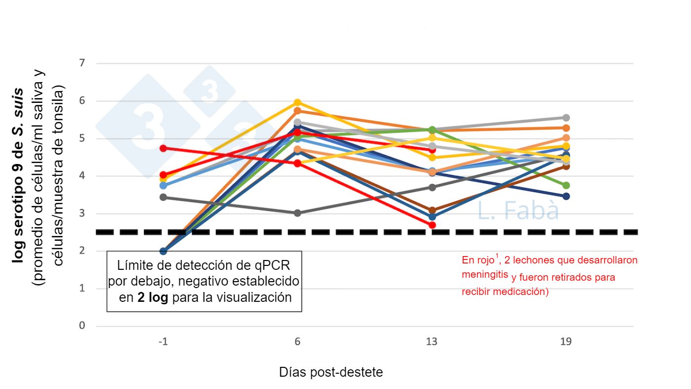 Figura 2. S9 de&nbsp;S. suis en cavidad oral antes y despu&eacute;s del destete. La carga del serotipo 9 de&nbsp;S. suis (promedio de muestras de saliva y tonsila) cambia tras el destete para&nbsp;15 lechones de&nbsp;3 camadas diferentes&nbsp;(asignados seg&uacute;n el&nbsp;origen de la&nbsp;cerda,&nbsp;3 por corral en el destete).
