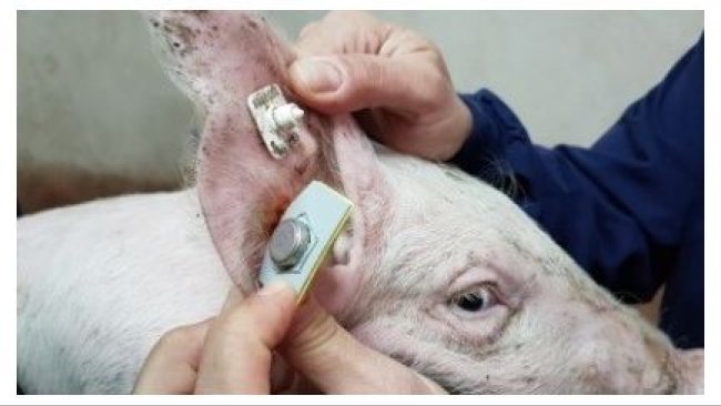 Sensor para el registro continuo de la temperatura (Requejo et al. 2018)