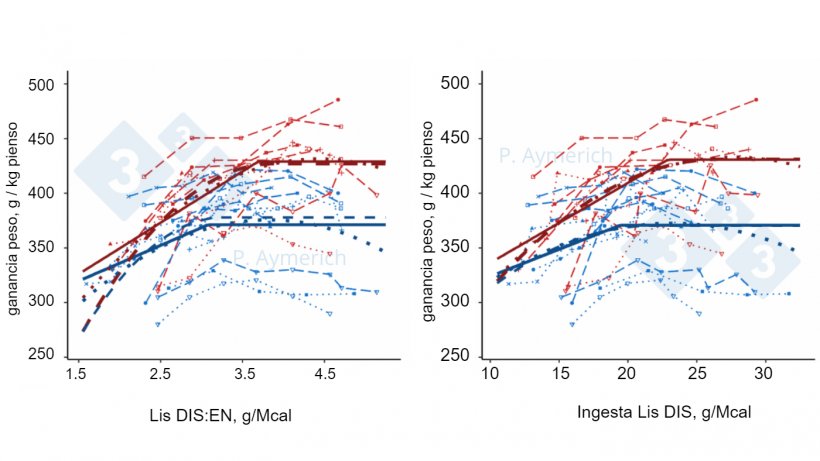 Figura 2. Modelizaci&oacute;n del efecto de la ratio lisina-energ&iacute;a y la ingesti&oacute;n de lisina diaria en machos enteros (rojo) y hembras (azul) en finalizaci&oacute;n sobre la eficiencia de conversi&oacute;n (Aymerich et al., 2021).
